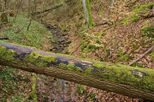 Eroded Canyon Landscape Photo Drucke: A felled tree with moss over a shallow stream in a deciduous forest