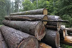 Forest Management Practices Drucke: Felled tree trunks