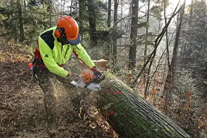 Handicraft Woodworking Drucke: Felling a tree