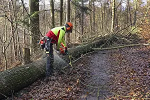 Forest Management Practices Drucke: Felling a tree