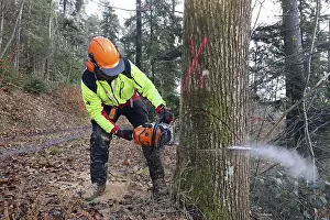 Firewood Production Drucke: Felling a tree