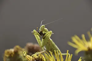 Wild Animal Feedings Drucke: The female praying mantis devouring wasp