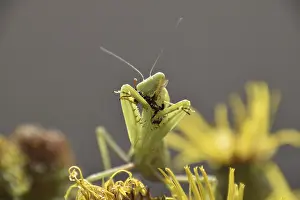 Wild Animal Feed Drucke: The female praying mantis devouring wasp
