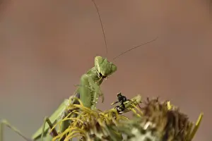 Animal Feed Behavior Drucke: The female praying mantis devouring wasp