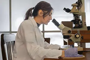 Female Researcher Drucke: Female researcher using stereo microscope at laboratory workbench