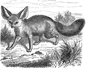 Historical Animal Depiction Drucke: Fennek or desert fox, Vulpes zerda