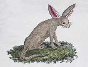 Hand Colored Engraving Art Drucke: Fennek (Fennecus arabicum), hand-coloured copperplate engraving by Friedrich Justin Bertuch Picture book for children