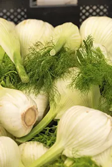 Indian Spice Drucke: Fennel