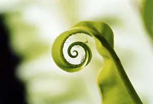 Colorful Leaf Structure Drucke: Fern