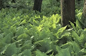 Lush Green Leaves Drucke: Fern