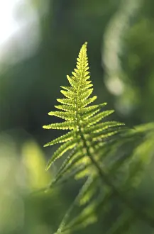 Colorful Leaf Structure Drucke: Fern