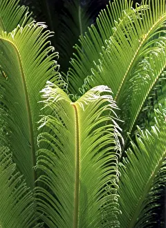 Open Air Vegetation Photos Drucke: Fern