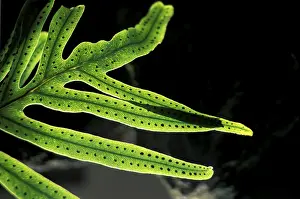 Colorful Leaf Structure Drucke: Fern