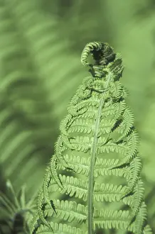 Variegated Leaf Patterns Drucke: Fern
