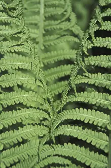 Green Leaf Structure Drucke: Fern