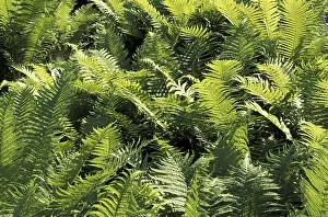 Multi Colored Plants Drucke: Fern