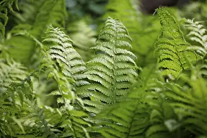 Green Ferns Drucke: Fern