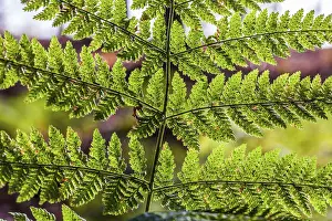 Coniferous Forest Landscape Drucke: Fern