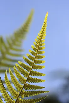 Gerahmter Druck : Fern Gerahmter Druck : Fern
