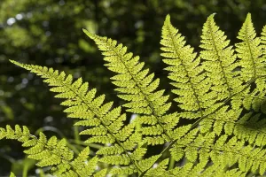 Backlit Fern Plant Drucke: Fern in backlight, close-up, Upper Bavaria