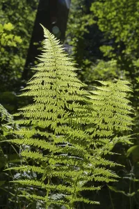 Backlit Fern Plant Drucke: Fern in backlight, close-up, Upper Bavaria