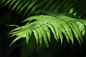 Atmospheric Evening Scene Drucke: Fern in the evening light