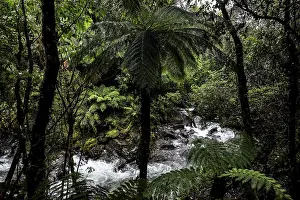 Natural Reserve Conservation Area Drucke: Fern and flowing river surrounded by thick forest