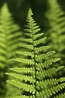 Deserted Daytime Nature Scene Drucke: Fern frond