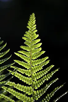 Deserted Plant Life Drucke: Fern frond in backlight