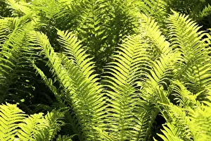 Close Up Fern Leaves Drucke: Fern fronds, backlit, Thuringia, Germany