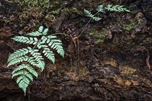 Primeval Forest Sababurg Germany Drucke: Fern growing on dead tree trunk