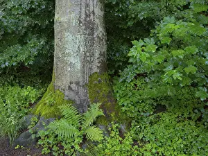 Ruhr District Europe Drucke: A fern grows at the foot of a beech tree