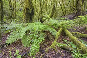 Spanish Tourist Attraction Drucke: Fern and laurel forest at El Cedro