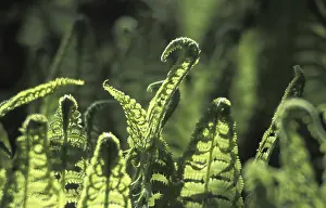 Spring Nature Photography Drucke: Fern leaf