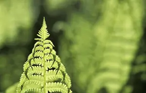 Aesthetic Macro Photography Drucke: Fern leaf