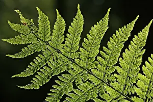 Backlit Fern Drucke: Fern - leaf