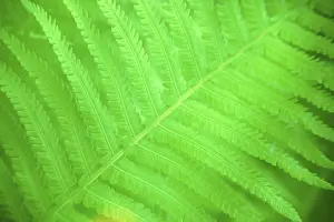 Spring Nature Drucke: Fern leaf