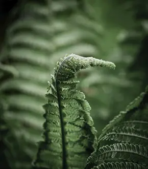 Bilder Datiert 27. April 2024: Fernblatt