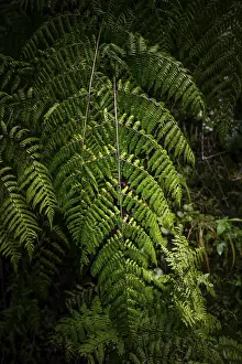 Portuguese Landscape Drucke: Fern leaf at Caldeirao Verde