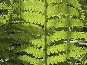 Nature Plant Photography Drucke: Fern leaf in light