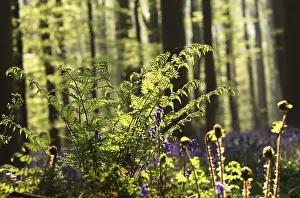 Spring Forest Landscape Drucke: Fern in spring forest sunlight