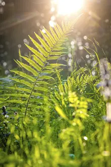Central Europe Wilderness Drucke: Fern in the sunlight, Black Forest