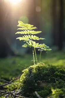 Unterhaugstett Landscape Drucke: Fern in the sunlight, Black Forest