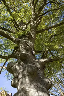 Northern Germany Deciduous Tree Drucke: Fernblattrige Beech, Dobbertin Abbey
