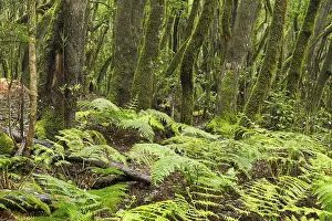 Canary Islands Nature Reserve Drucke: Ferns in the cloud forest, laurel forest
