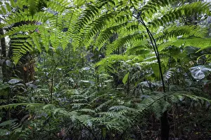 Guanacaste Province Landscape Drucke: Ferns, dense vegetation in cloud forest