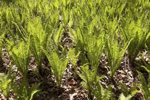 Botany In Central Europe Drucke: Ferns, Germany