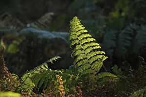 Backlighting In Nature Photography Drucke: Ferns against the light