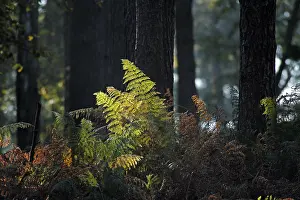 Deserted Outdoor Scenes Drucke: Ferns against the light