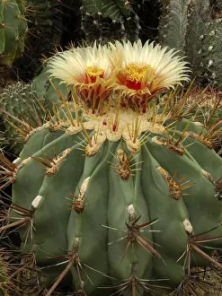 Ornamental Cacti Drucke: Ferocactus emoryi ssp. rectispinus